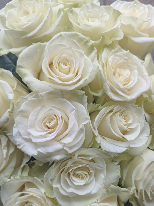 Luxury Pink or White Rose Handtied