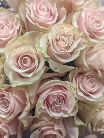 Luxury Pink or White Rose Handtied