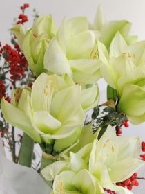 Step Into Christmas  WHITE OR RED